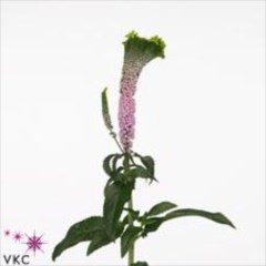Veronica Smart Alien
