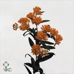 Tuberosa