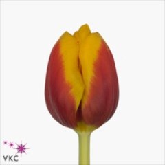 'Gerrit van der Valk'