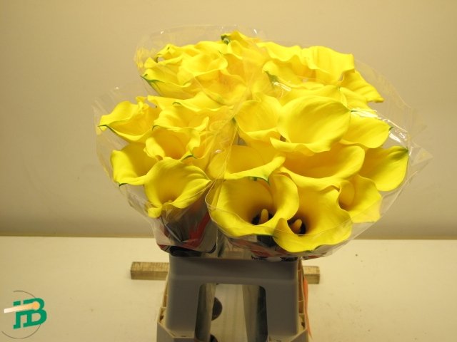 'Pot of Gold'