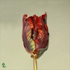 'Rococo'
