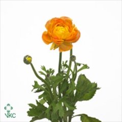 'Amandine Orange'