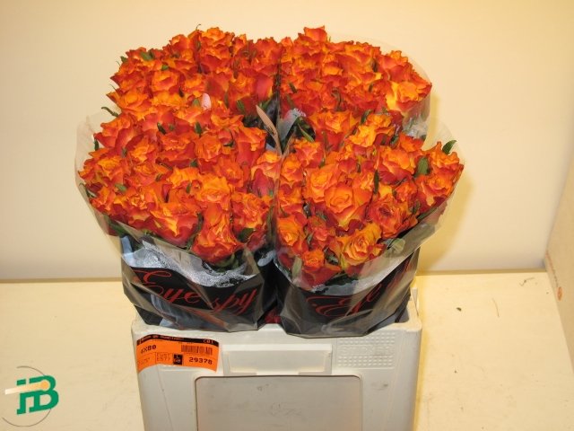 Rosa gb Downtown! super