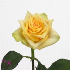 R GR YELLOW FINESS