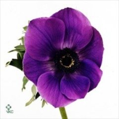 'Galil Blauw'