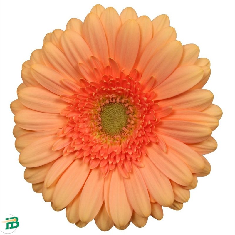 Gerbera Pre - Extase
