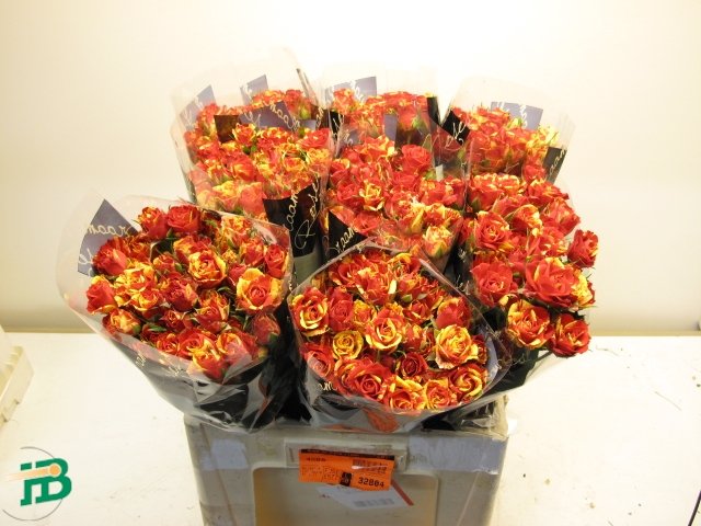 Rosa tr Fire Flash ex