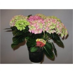 Hydrangea   roze pot 14 Tillaer