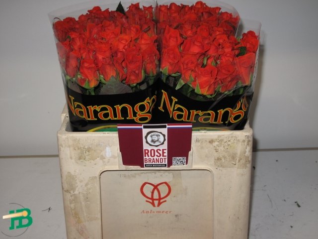 Naranga Ex G.a.m Vd Berg