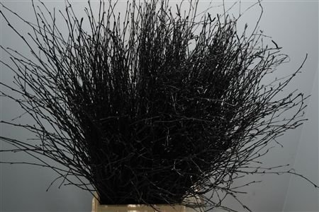 Betula kleurbehandeld