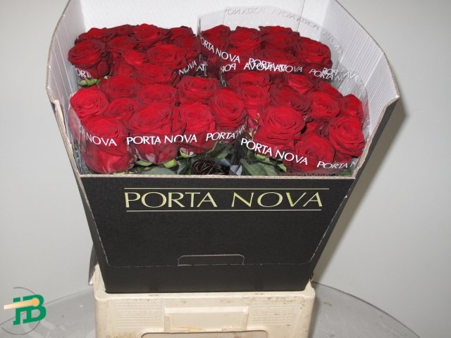 R GR RED NAOMI! porta j schnitt x40 (premium)