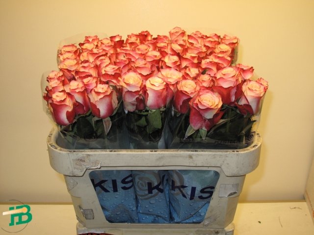 Rosa gb Adv. Sweetness ex