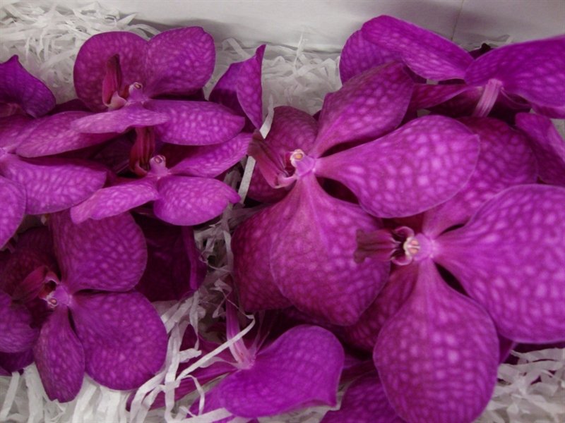 Orch. Vanda (bloem) Tayanee Cerise