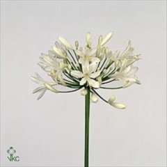 'Bianca Perla'