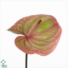 'Marijke'