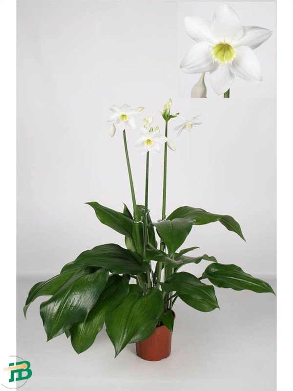 Eucharis /p15