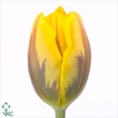 'Prinses Margriet'