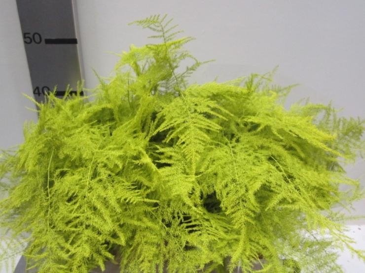 Asparagus kleurbehandeld