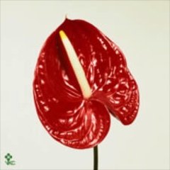 'Tropical'